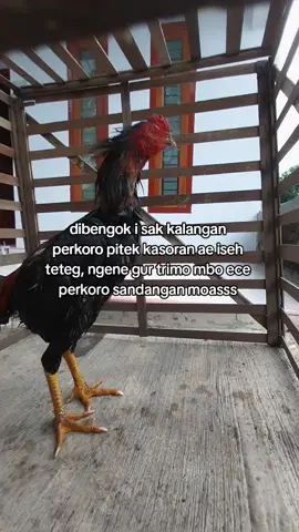 ngunu sek wani nyenggak moasss😂🤪 #ayambangkoksuper #pakhoydrumband🥁🥁🥁 #fyp #foryoupage 