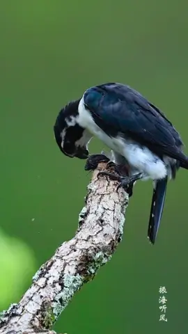 👍👍👍 #foryoupage #foryou #fyp 