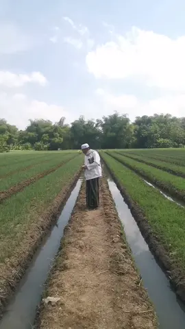 alhamdulillah,kemarin habis haul solo 13_10_2025 langsung ke lahan bawanh merah,semoga barokah jaya