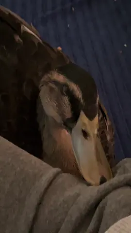 #trynot🕶tosuck💙🤟 marshmallow and  Mazee 🦆🦆🪿🧡💚