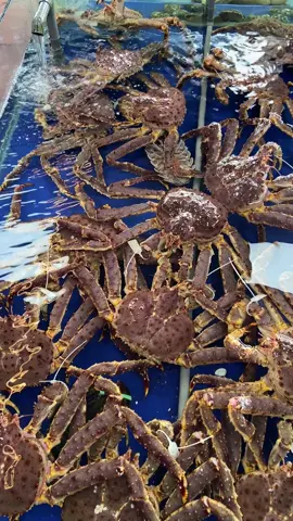 Con cua 6 cẳng 2 càng 🦀🦀🦀#mucboi #mukbang #MonNgonMoiNgay #BiểnĐông36 #thanhhoa 