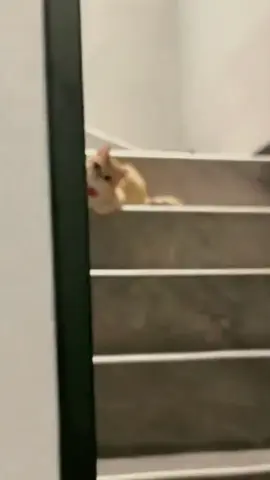 #fyppppppppppppppppppppppp #fypシ゚ #kucing 