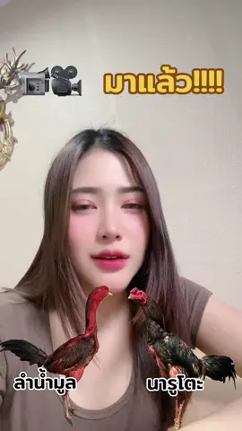 ปล่อย🎥มาแล้ว #อาหมวยชนไก่ #เจ้านารูโตะ #เพชรเจริญโชค #เจ้าลําน้ํามูล #เพชรกุดเลาะ💎🐓 