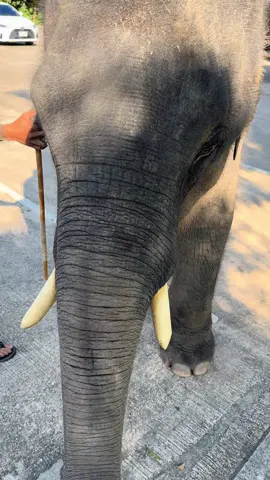 เด็กที่กินจนอิ่มแต่ปากยังอยากเคี้ยวอยู่ #พลายแสนชัย #ช้าง #ช้างน้อย #ศูนย์อนุรักษ์ช้างลําปาง 