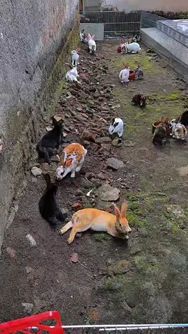 #kelincihias #kelincilucu #kelinciimut #tricolor #pure #fyppppppppppppppppppppppp 