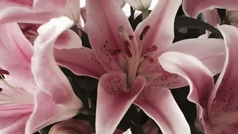 #lilies #liliesaesthetic #liliesflowers #aesthetic #quietlife 