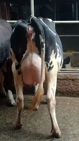 Superb dairy breeds from us contact Number on bio #farmlife🇰🇪 #kenyausa🇰🇪🇺🇸 #cowsoftiktok 