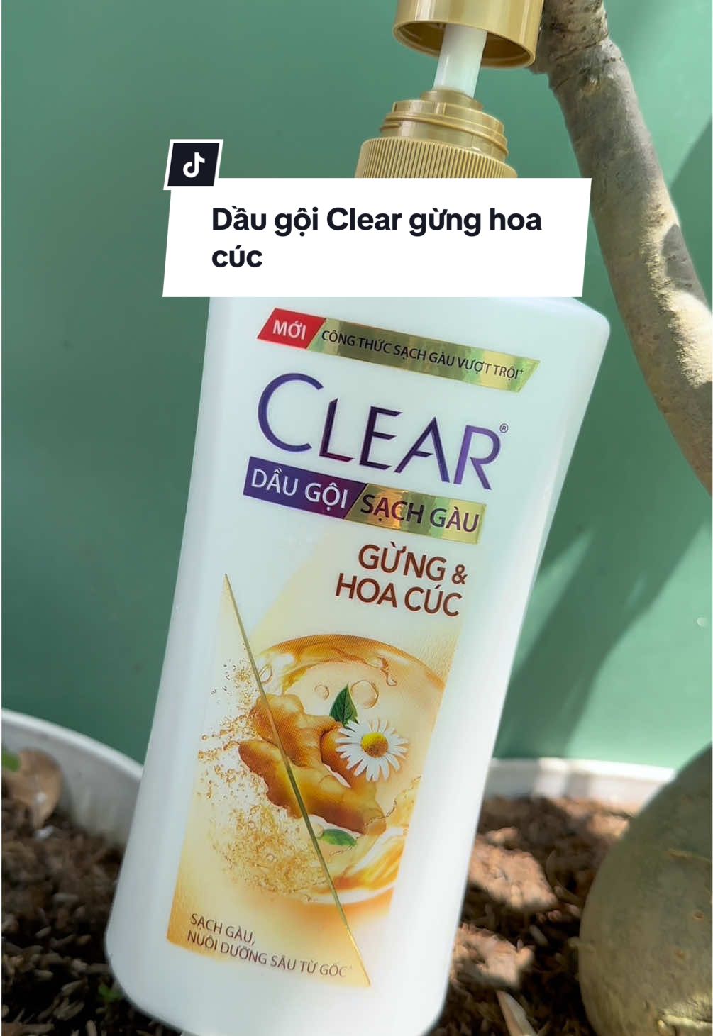 Dầu gội Clear gừng hoa cúc #clear #cleargunghoacuc #daugoithaoduoc #daugoithiennhien #hoptaccungunilever  @Mẹ Thi nè  @Mẹ Thi nè  @Mẹ Thi nè 