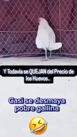 🐣
