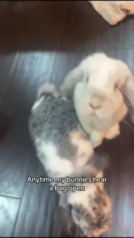 #PetsOfTikTok #bunniesoftiktok #fyp #pet #bunny 