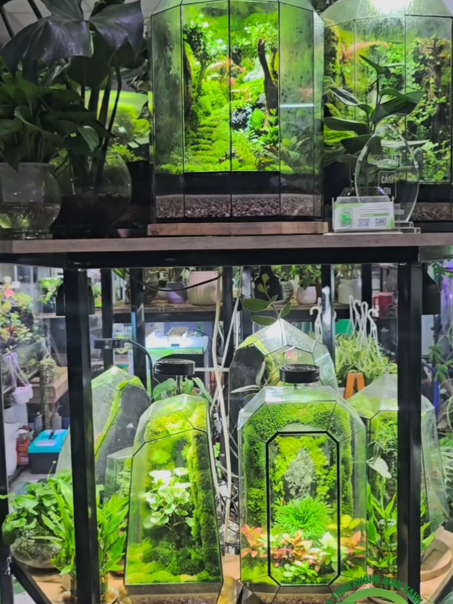 Những món quà – ngàn ý nghĩa – sống động như thiên nhiên 🍃  “Terrarium – món quà mang hơi thở rừng xanh, dành tặng người bạn trân quý.”  #KhongGianXanhDecor #Terrarium #DecorSongDong #ThienNhienThuNho #QuaTangYnghia   @Cty TNHH Không Gian Xanh Decor 