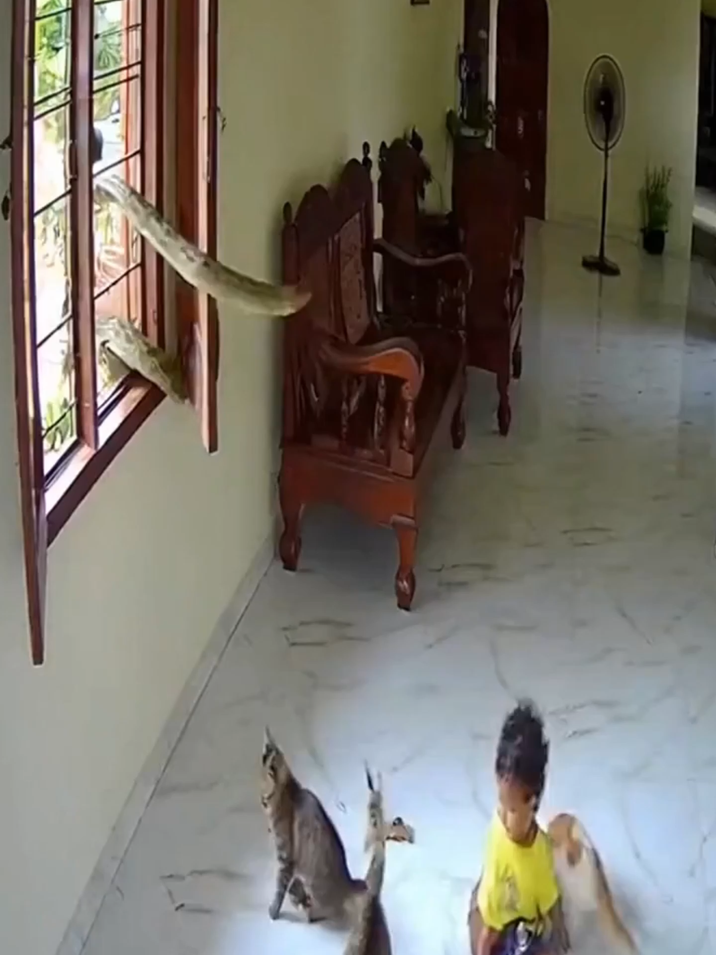 සුපිරි පුසෝ ටිකක් Cats rescued baby  #catslovers #catstagram