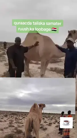 shaqo iyo sharaf #sheekhaalnimo #sheekhaal___girl🇾🇪🇸🇴🥀💗✨🔗🕊 @tamashle ☕️☕️☕️