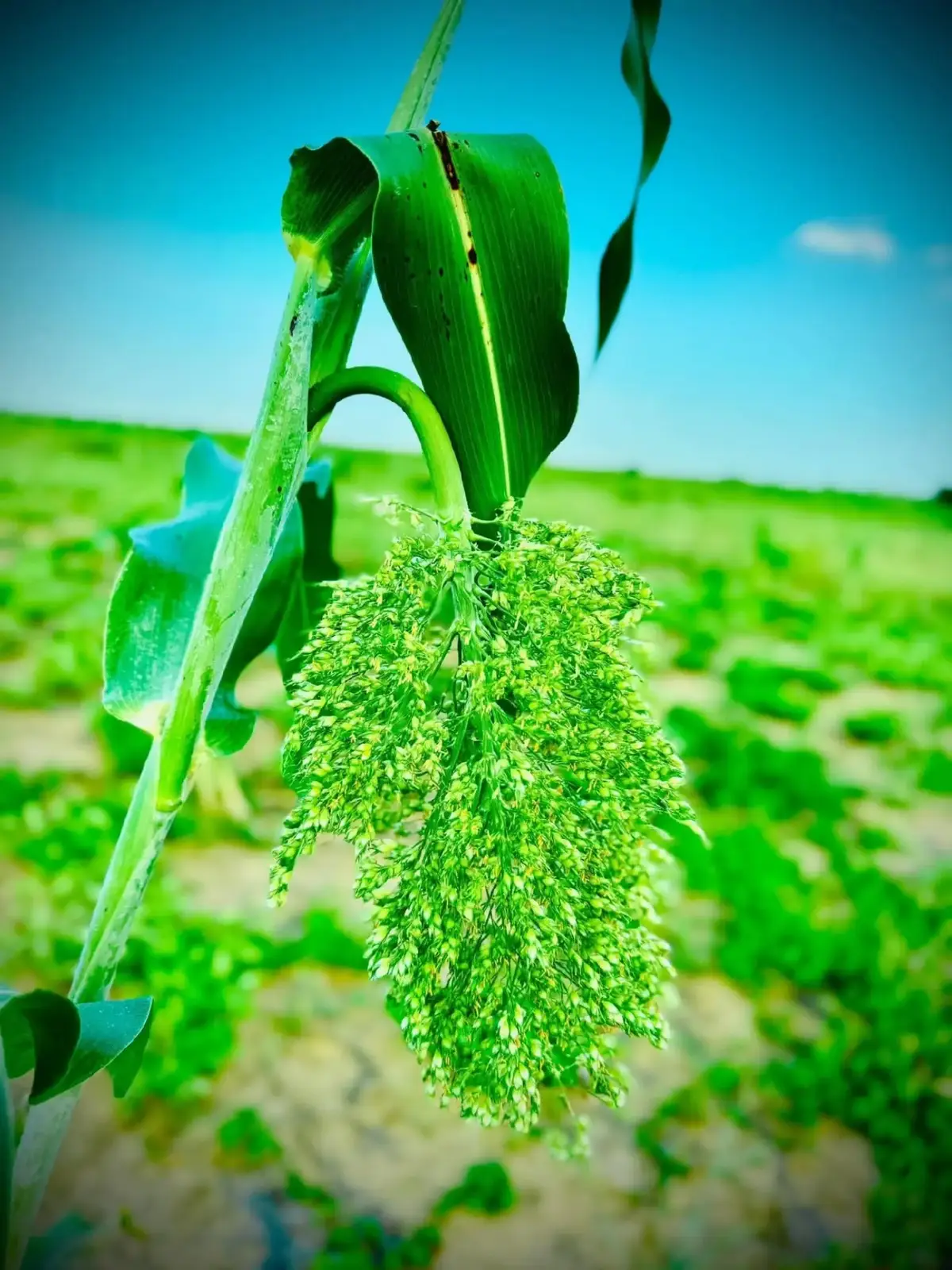 #الصباح_رباح #سارة_محمد_عبدالله #صباحات_سودانية #السودان #sudanese_tiktok 