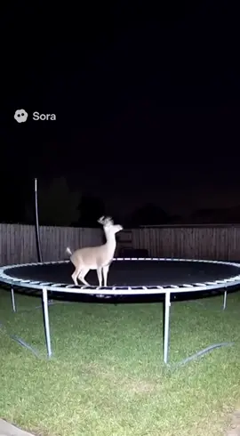 what da deer doin? #ai #sora #funny #deer #trampoline