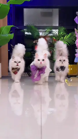 ขอเชิญนางแบบน้องแมวค่าาาาาา#แมว#สัตว์เลี้ยง#simplusth #แมวเหมียว😽💓😽 #แมว 