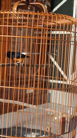 Salah Satu Dari Beberapa Hiburanku🐦😁 #muraibatuindonesia #muraibatumania #murai #burungmurai #fyppppppppppppppppppppppp 