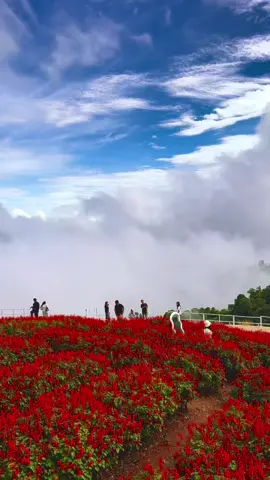 ยิ่งยงในเช้านี้ 🍃🌷#ยิ่งยงสวนดอกไม้ #ม่อนแจ่ม #yingyongflowergarden #chiangmai #thailand🇹🇭 