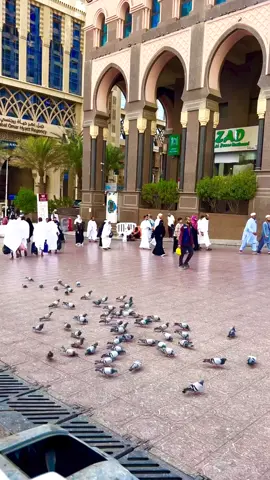 Kahan mai kahan ye Madiny Ki Galiyan ♥️♥️♥️ #makkah #madina #khanakaba #islamic #masjidnabawi 