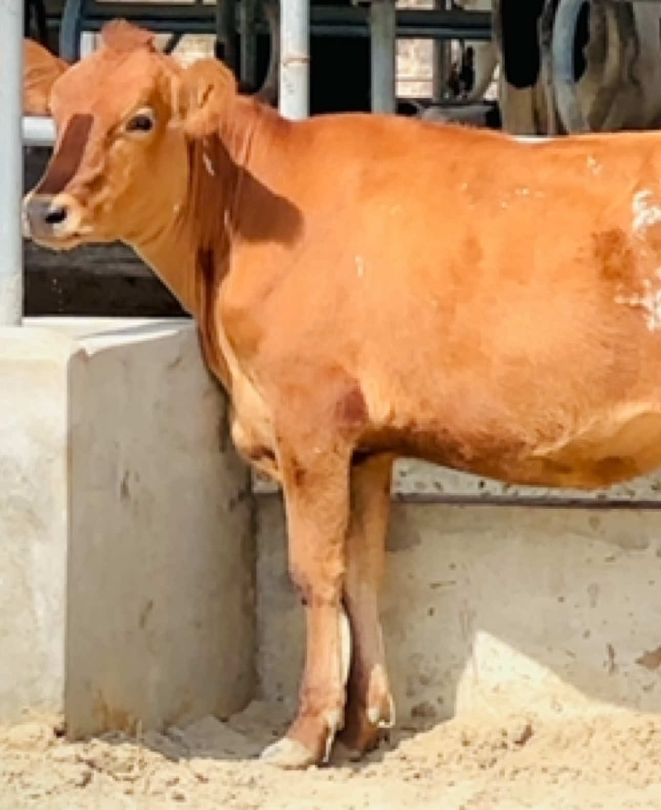 New Entry #mehdidairyfarm #arsalmehdi #foryou #foryoupage #trending 