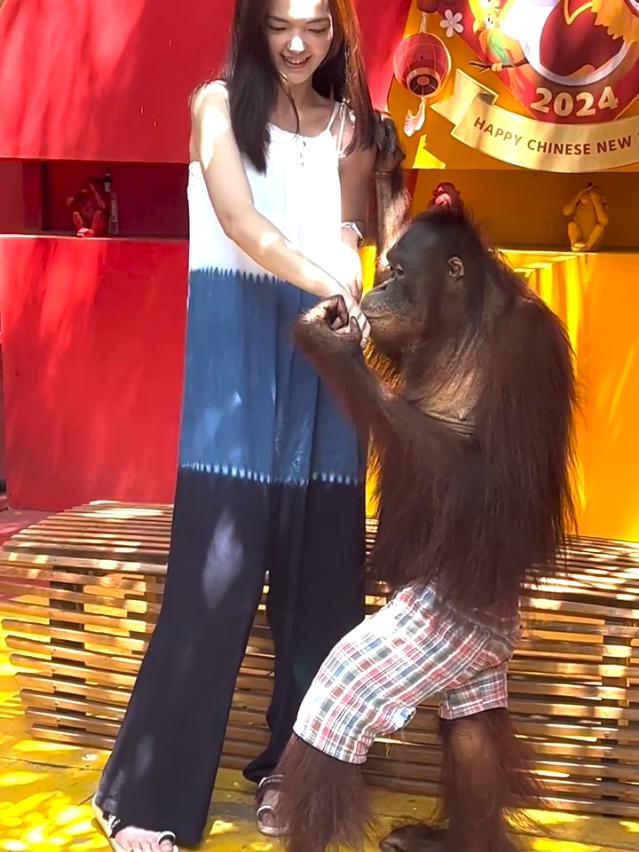 Orang Utan with together Taiwan Girl ,