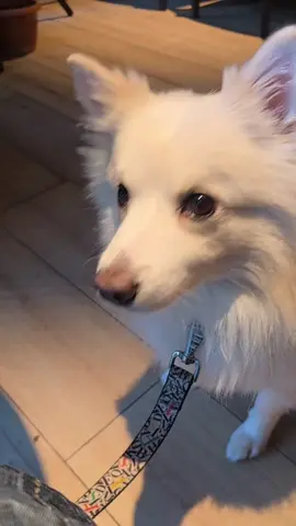 Sunt un mic pofticios #fyp #cafeneabacau #bacau #viral #kinderpuppy @tucanocoffee.zanzibar 