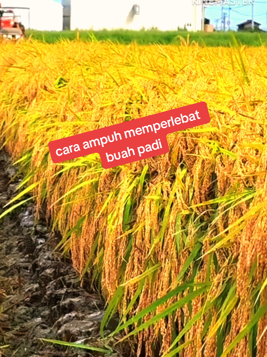 cara ampuh memperlebat buah padi #pupuk #petaniindonesia🇮🇩🇮🇩🇮🇩🌿🌿 #padi #petanimuda #sawah 