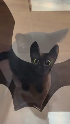 I found a familiar face at the Halloween store today! 🦇🐈‍⬛🎃 There was a cute bat hanging from the ceiling… and then I looked down and saw Obi — his black cat twin! 😂 Cat or bat? You decide! 😹 Happy Halloween from the WujiCrew, where even the decorations look like family. 💀💛 #WujiKitty #BlackCatMagic #FunnyCats #CatOrBat #cutecat 