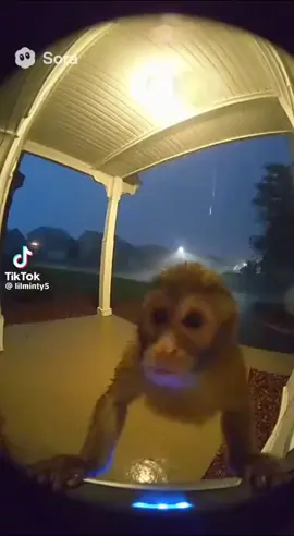 #ai #soraai #monkey #tornado #viral 