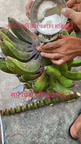 gaughar #localbanana#rakhu@SRIJANA(saatvik🫶🏻saanvika)🦚 @🧿OoSmitA💫🪬 @Gokarna Bhandari 🌷 @अजिता 😇 