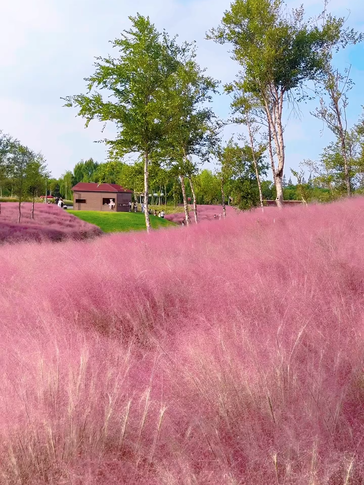 #Shanghai's muhly grass season is in full bloom, now through mid-Nov! 🌸 Your pink-cloud checklist 👇 📍 Tank Shanghai — 2380 Longteng Ave. 📍 Shanghai Botanical Garden — 1111 Longwu Rd 📍 Binjiang Forest Park (Phase II) — 200 Shuangjiang Rd 📍 Century Park — 1001 Jinxiu Rd 📍 Gucun Park — 4788 Hutai Rd 📍 Jiabei Country Park — 5051 Huyi Highway 📍 Yangpu riverside — 2086 Yangshupu Rd Catch the soft pink glow before it fades! 🌾💗 Video cr. 她的自然花园 #ShanghaiAutumn #PinkMuhly #ShanghaiTravel