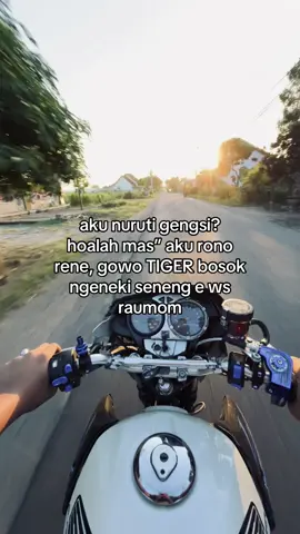 🤕                  #tigerblantara #tigergank #tiger 