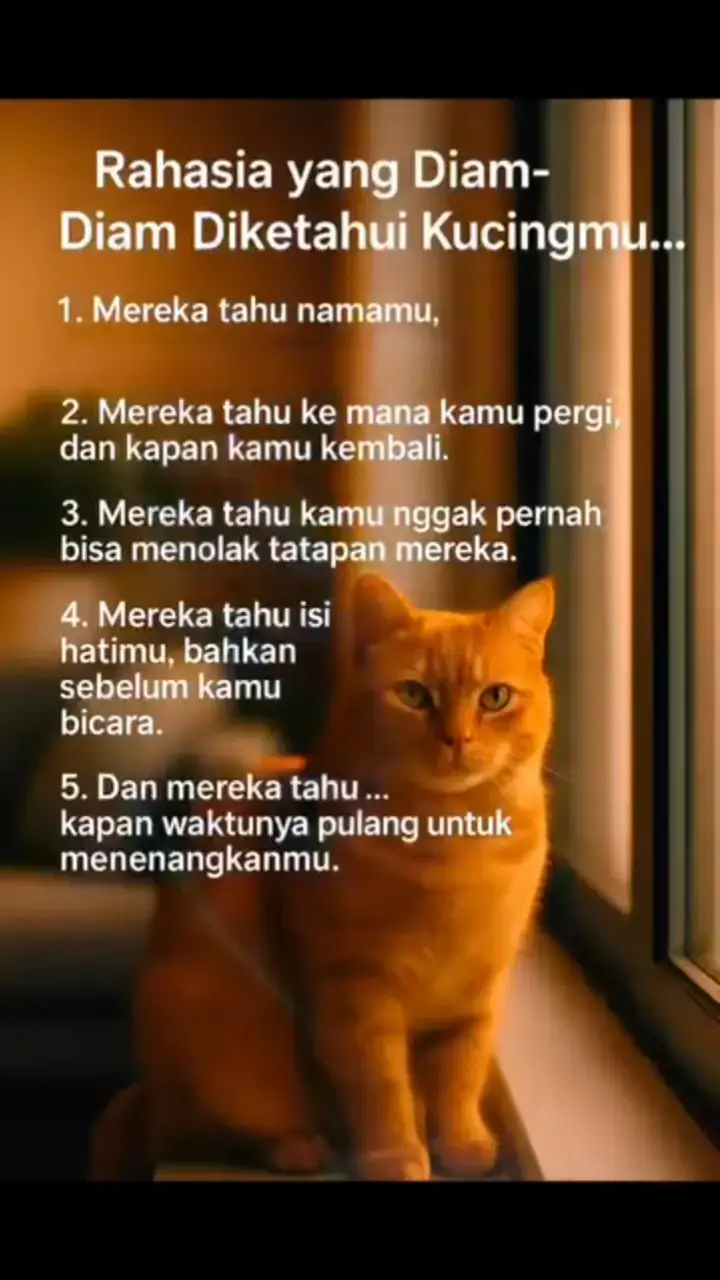 #sayangkucing #catlover 