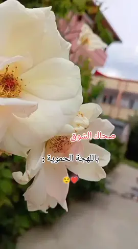 😅🥰💙#صحاك-الشوق#حموية_يا_سماا #سوريا#حموية وقلبي ـــــ»»💙