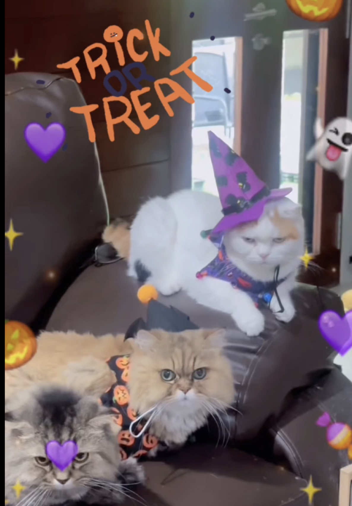 เล่น Trick or Treat กับน้องแมวกันนน~ 🎃💖 #ORIJEN_Thailand #orijencatfood 