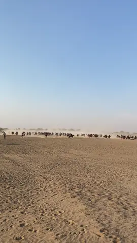 ##ontustikqazaqstan #kokparkaz #turkestan kokpar 