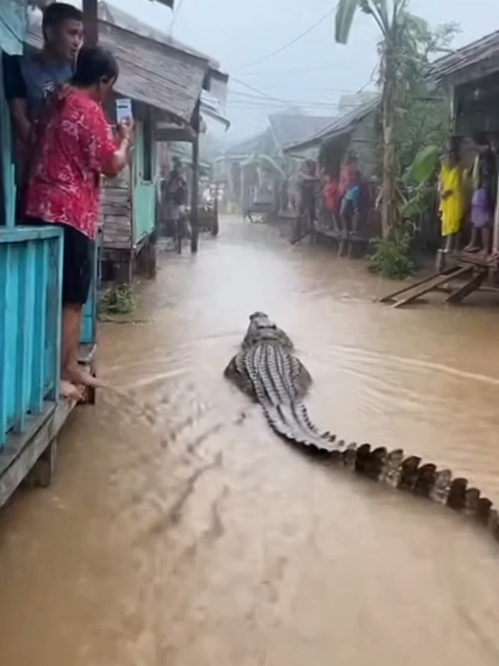 Akibat banjir semalam, seekor buaya besar hanyut oleh banjir masuk ke pemukiman #banjir #banjirbandang #banjir2025 #buaya #videoai #aivideo #soraai #sora2 #videoabsurd #fypdong