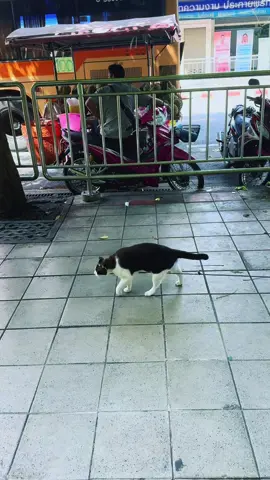 ตัวตึงห้วยขวาง #cat #แมว #pet #ตัวตึงห้วยขวาง #แมวห้วยขวาง