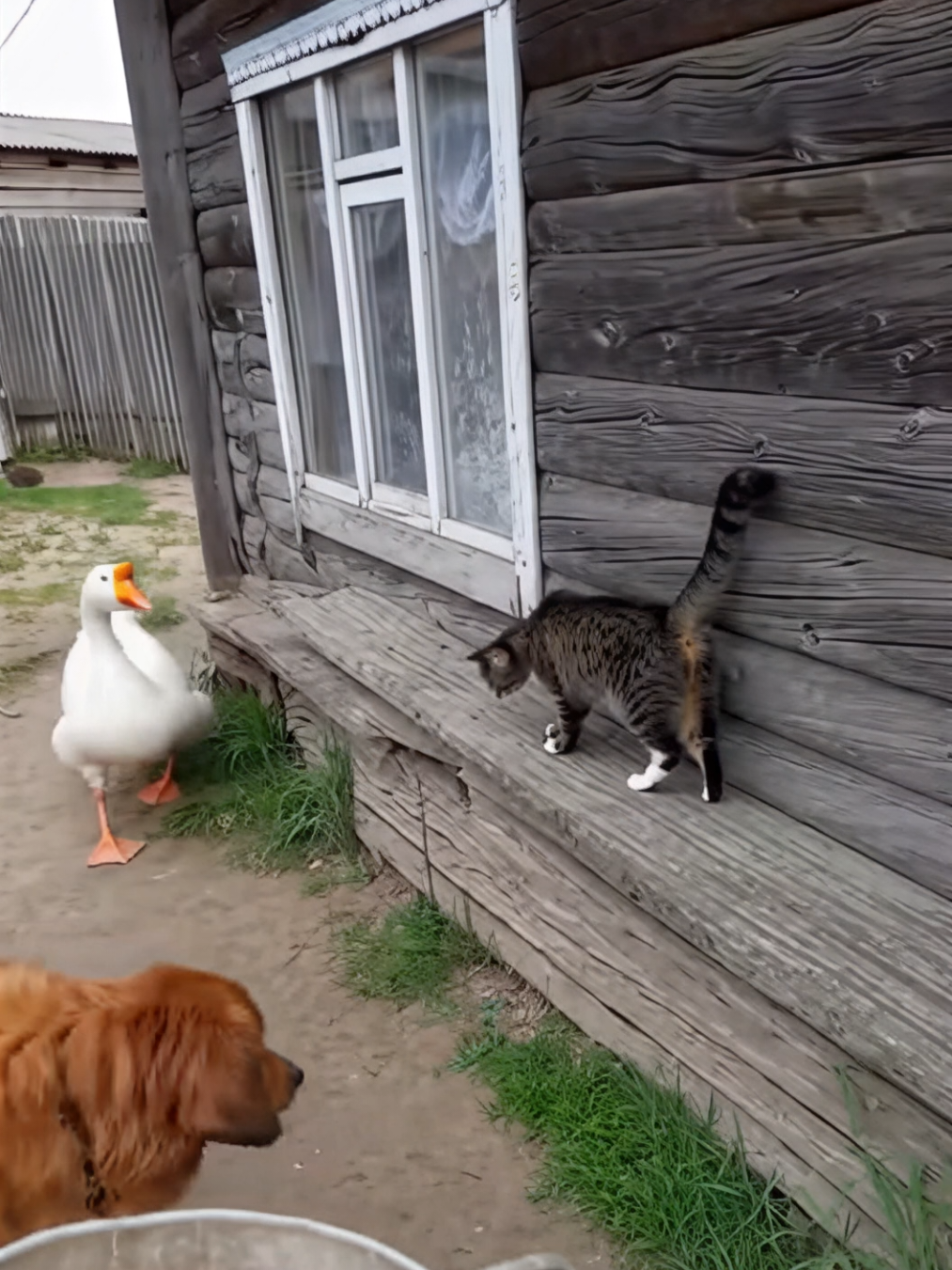 🐶🐱 Абсурдный Котопёс — Эпизод 3   🤖 Авторское видео от Бредократии. #Бредократия #АбсурдныйКотопёс #ИИ #юмор 