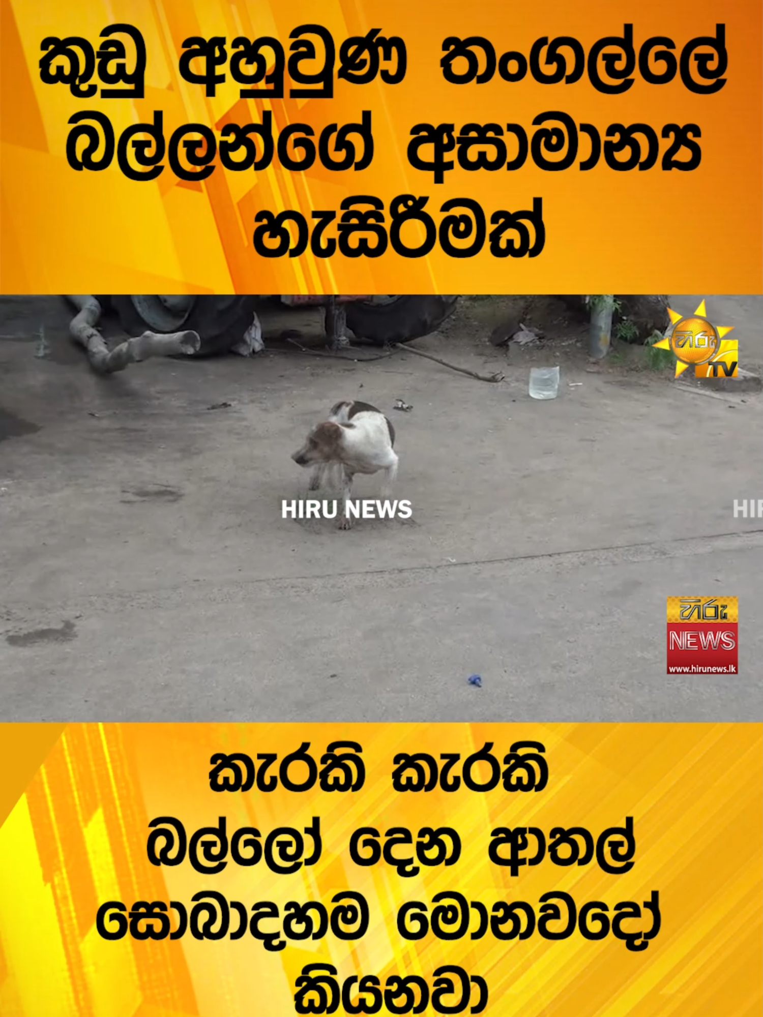 #Hirunews #srilankanews #TruthAtAllCosts #WhatToWatch #TikTokTainment #cabinetdecisions #HiruTVSalakuna #HiruSinhalaNews #HiruNews #dog