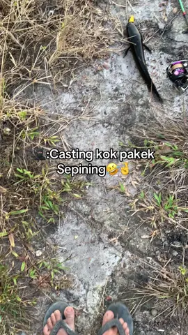 Sepining juga enak😆#castingfishing🎣 #mancingliar #strorimancing #fypシ #anglerindonesia 