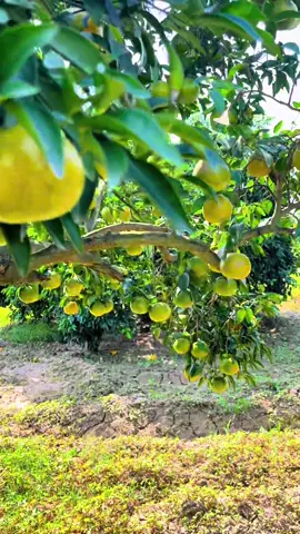 انشاءاللہ بہت جلد  #foryou #exportquality #kinoo #citrusorchard 