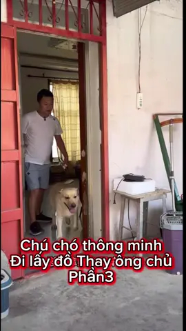 Chú chó rất thông minh đi lấy đồ thay chủ một cách an toàn#dog #socutegirl💐 #cute 