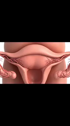 Quadra baby inside view in mother #anatomy #healthylifestyle #viral #human #fyp 