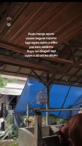 😃 #kontessapijember #fyppp #sapiindonesia 