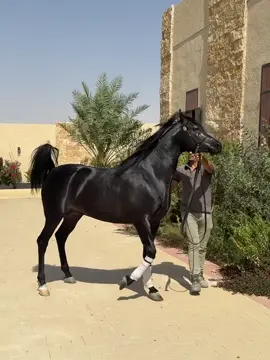 #horse #اكسبلور #جمال #explore #خيل 