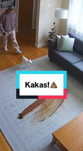 Sofija atkal pakakāja istabā 😭 #latvia #funny #dog 
