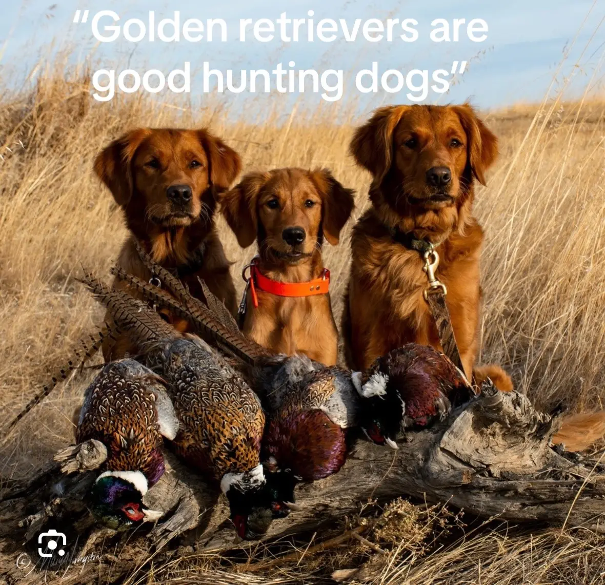 Unfortunately, Ken would not last 5 minutes in the wild #fyp #goldenretriever #puppy #redgoldenretriever @Noah McElhose 