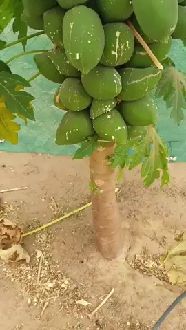 #5 ألف ريال سعودي لمن يعرف كم عدد الفاكهة الموجودة على العنبا#تعليقاتكم  #شجرةالعنبا 