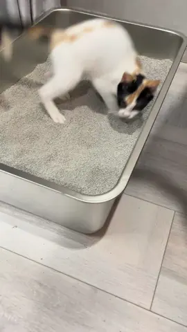 #cute #animals #funny 